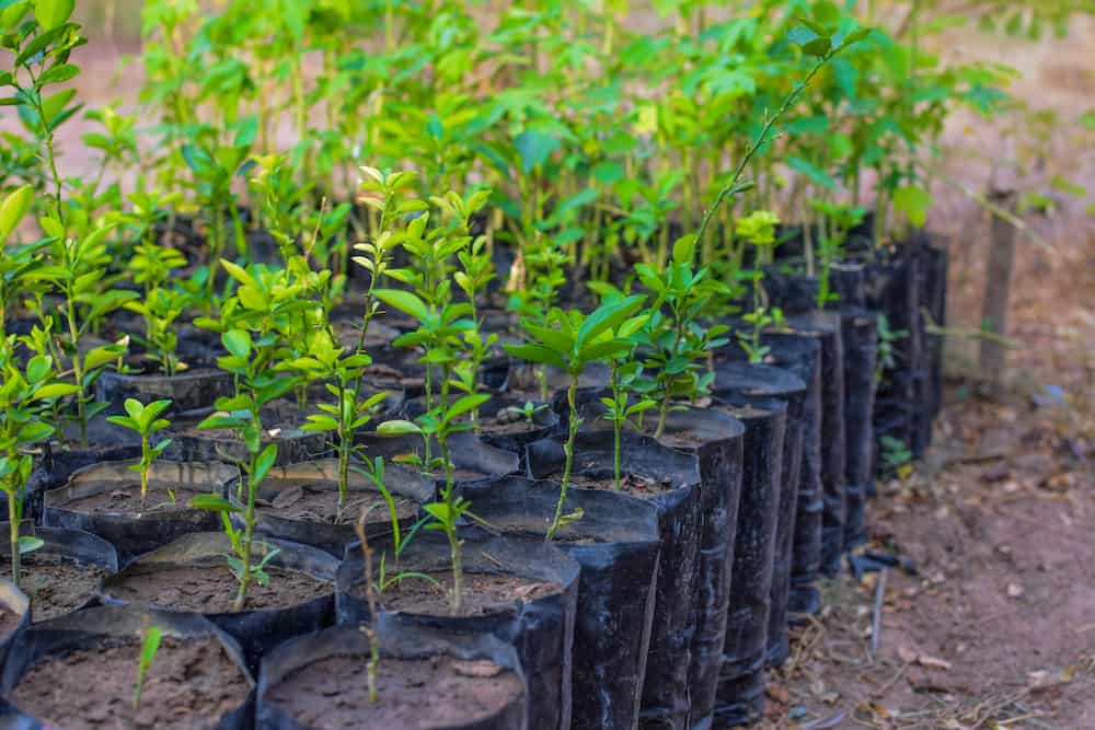 Tree nursery